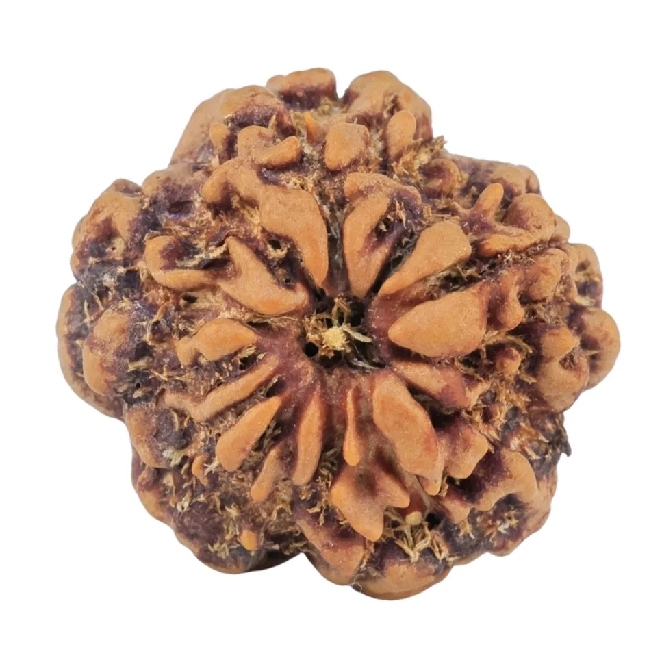 1MK(Underdeveloped) 21.5mm 3.26gm - Rudraksha back