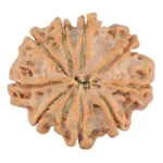 9 Mukhi Rudraksha 29.9mm 6.83gm - Rudraksha back