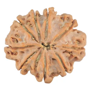 9 Mukhi Rudraksha 29.9mm 6.83gm - Rudraksha back