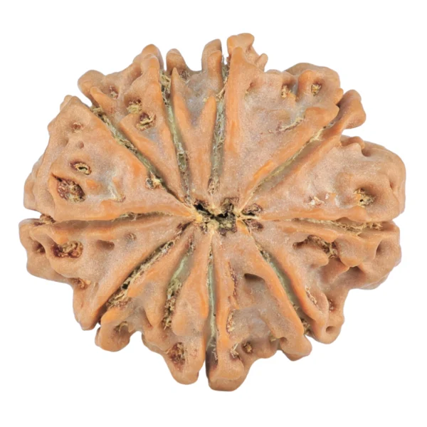 9 Mukhi Rudraksha 29.9mm 6.83gm - Rudraksha back