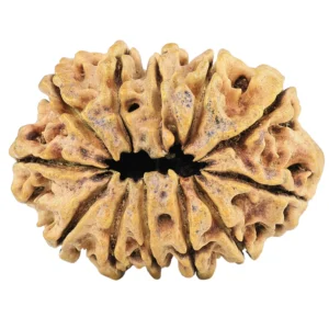12 Mukhi Rudraksha 32.3mm 4.11gm - Rudraksha back