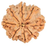 8 Mukhi Rudraksha 28.7mm 6.7gm - Rudraksha back