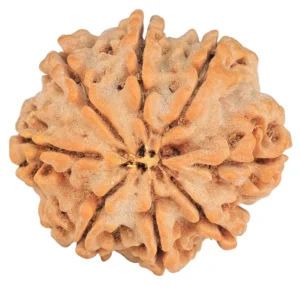 8 Mukhi Rudraksha 28.7mm 6.7gm - Rudraksha back