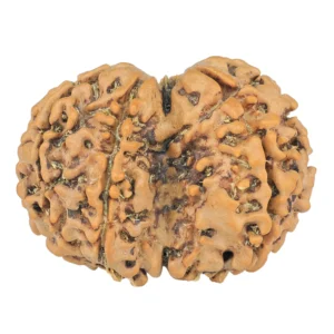 7 MK Gaurishankar 28.6mm 4.35gm - Rudraksha back