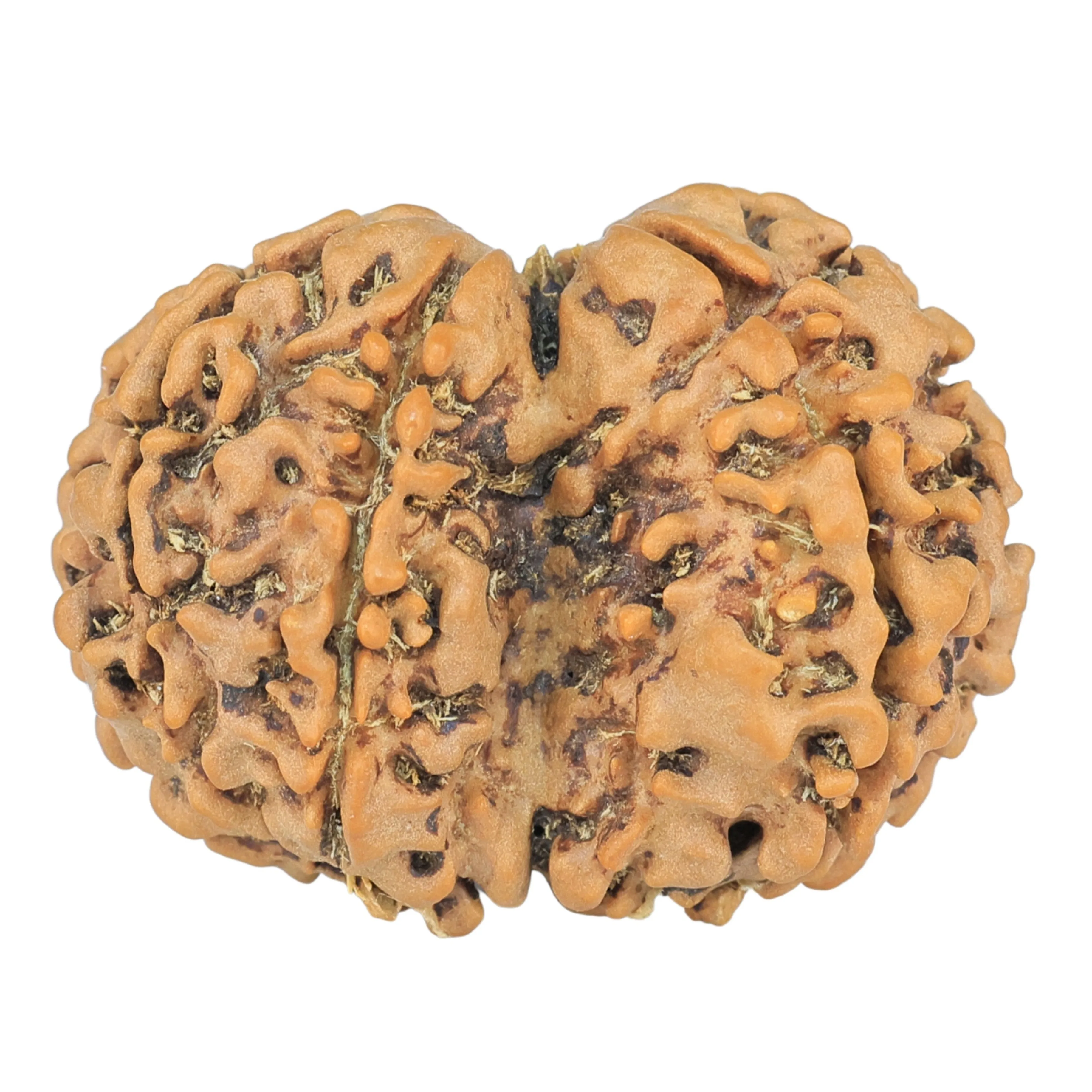 7 MK Gaurishankar 28.6mm 4.35gm - Rudraksha back