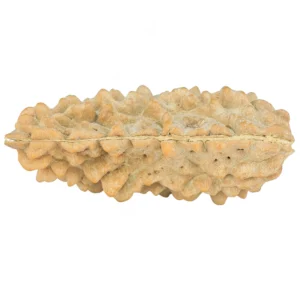 1 Mukhi Rudraksha 38.2mm 4.27gm - Rudraksha back