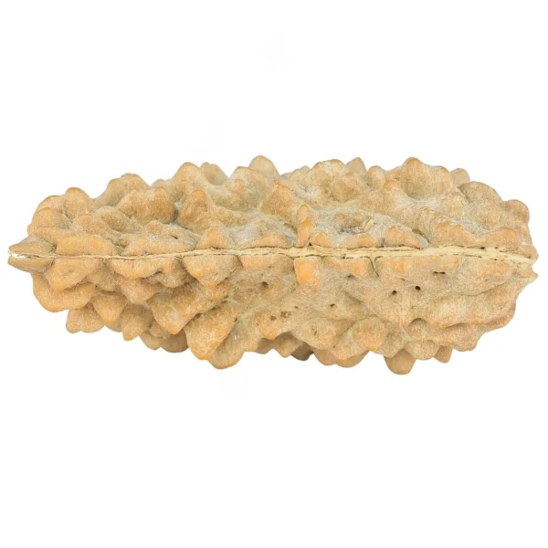 1 Mukhi Rudraksha 38.2mm 4.27gm - Rudraksha back
