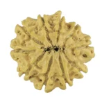 10 Mukhi Rudraksha 22.9mm 2.37gm - Rudraksha back