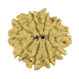10 Mukhi Rudraksha 22.9mm 2.37gm - Rudraksha back