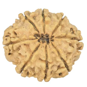 8 Mukhi Rudraksha 28mm 4.07gm - Rudraksha back