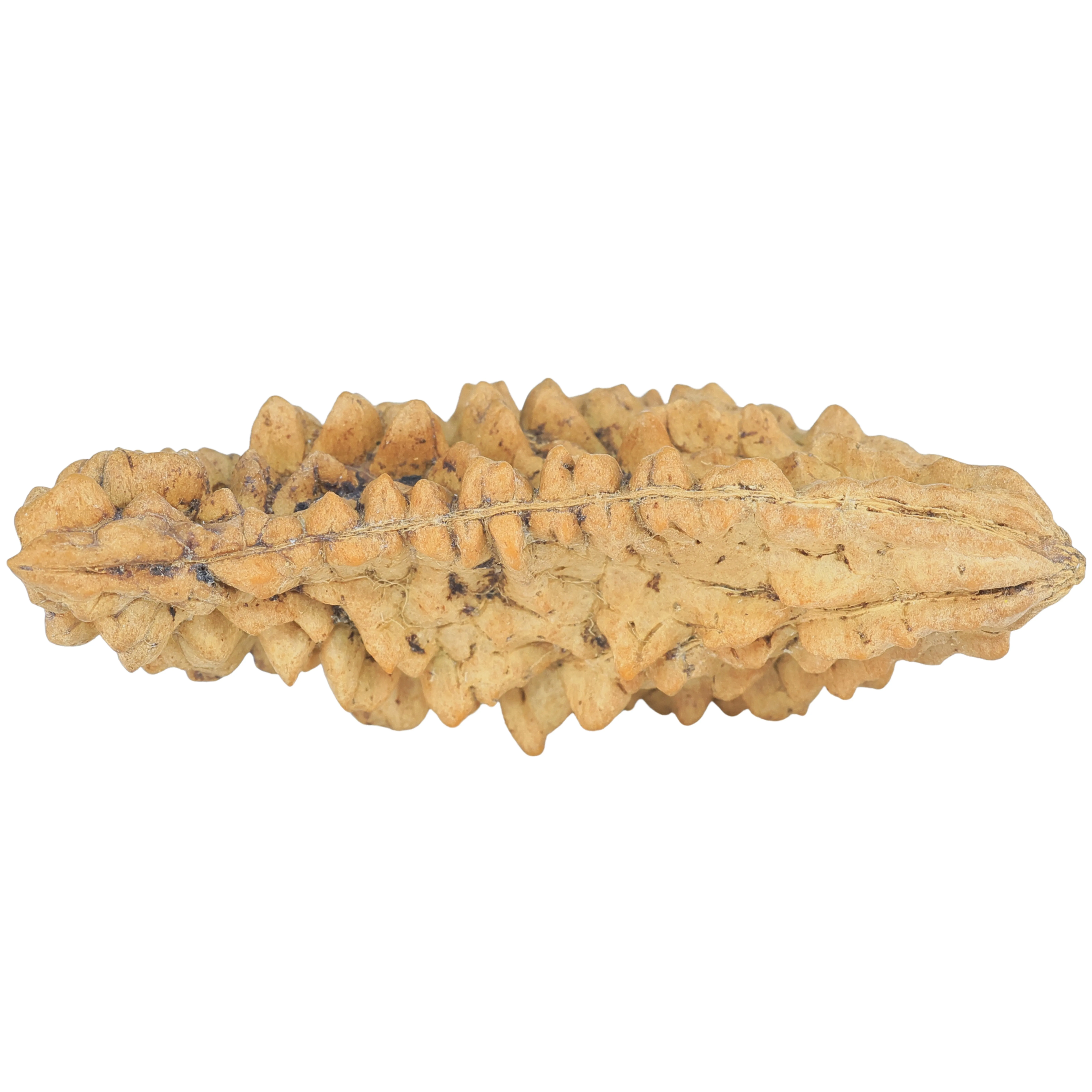 1 Mukhi Rudraksha 48.6mm 6.69gm - Rudraksha back