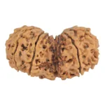 11 MK Gaurishankar 41.4mm 8.17gm - Rudraksha back