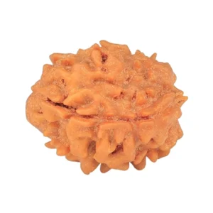 1 Mukhi Rudraksha 18.3mm 1.74gm - Rudraksha back