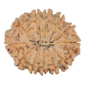 12 Mukhi Rudraksha 30mm 6.68gm - Rudraksha back