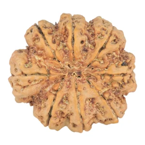 8 Mukhi Rudraksha 29.7mm 7.77gm - Rudraksha back