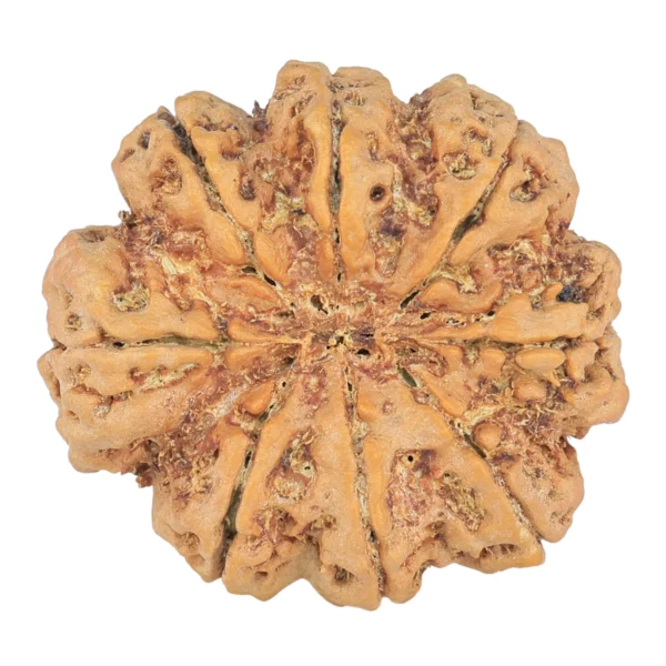 8 Mukhi Rudraksha 29.7mm 7.77gm - Rudraksha back
