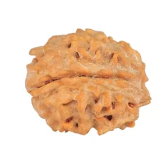 1 Mukhi Rudraksha 21.8mm 3gm - Rudraksha back