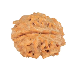 1 Mukhi Rudraksha 21.8mm 3gm - Rudraksha back