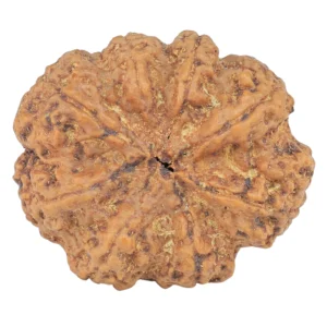 8 Mukhi Rudraksha 31.5mm 8.47gm - Rudraksha back