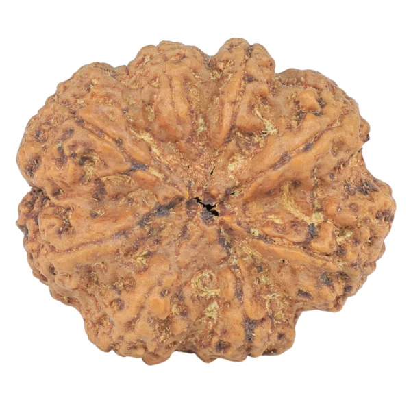 8 Mukhi Rudraksha 31.5mm 8.47gm - Rudraksha back