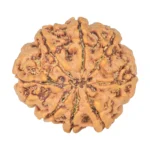 8 Mukhi Rudraksha 24.5mm 4.65gm - Rudraksha back