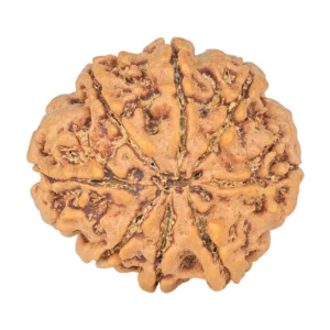 8 Mukhi Rudraksha 24.5mm 4.65gm - Rudraksha back