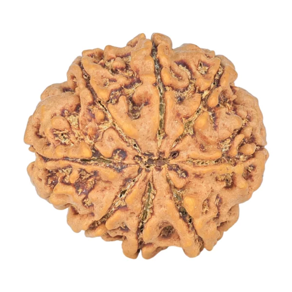 8 Mukhi Rudraksha 24.5mm 4.65gm - Rudraksha back