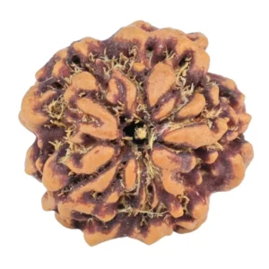 1MK(Underdeveloped) 19.6mm 2.5gm - Rudraksha back
