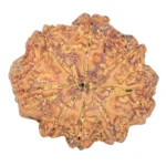 8 Mukhi Rudraksha 27.2mm 5.28gm - Rudraksha back
