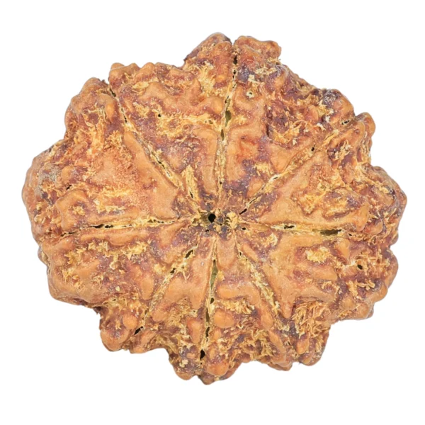 8 Mukhi Rudraksha 27.2mm 5.28gm - Rudraksha back