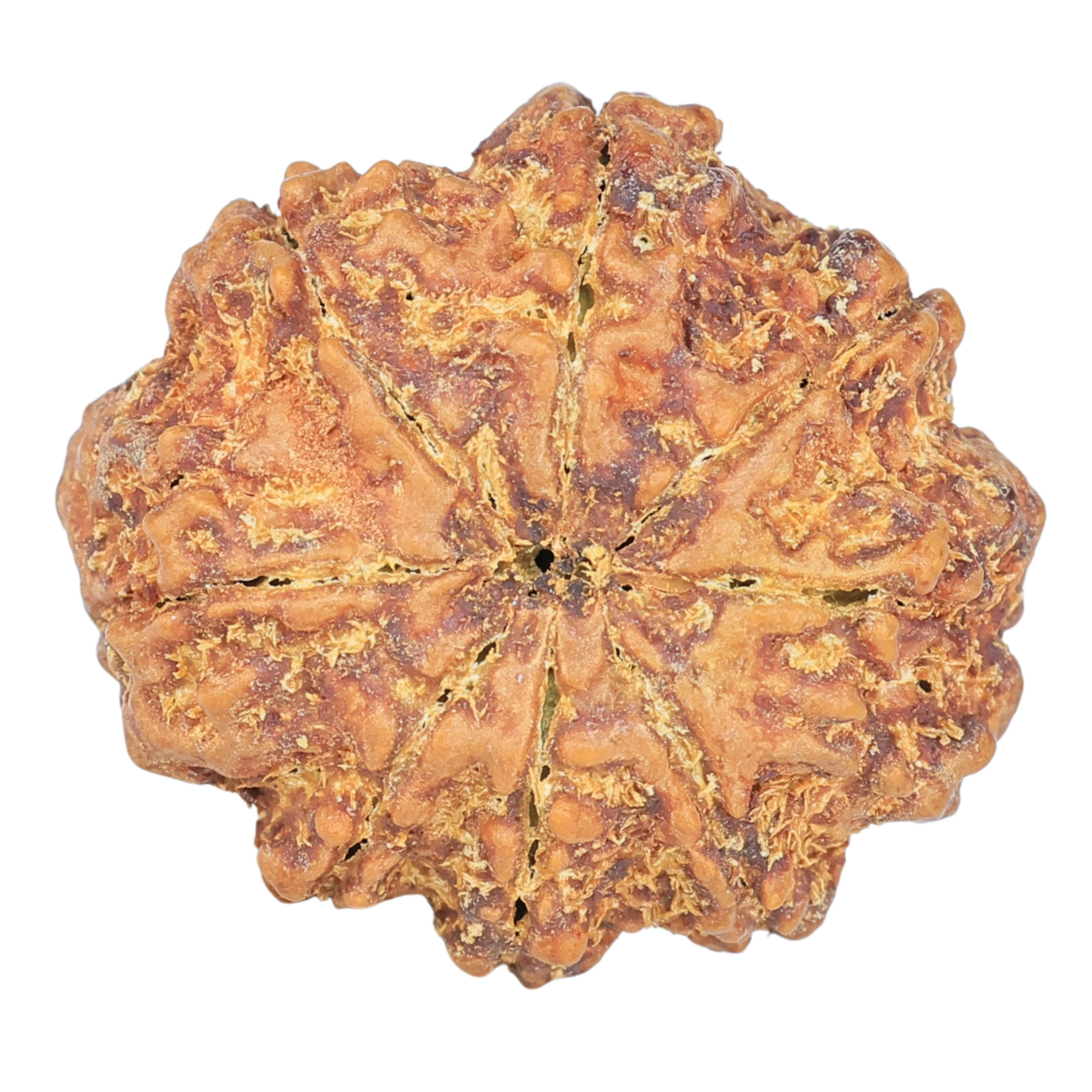 8 Mukhi Rudraksha 27.2mm 5.28gm - Rudraksha back