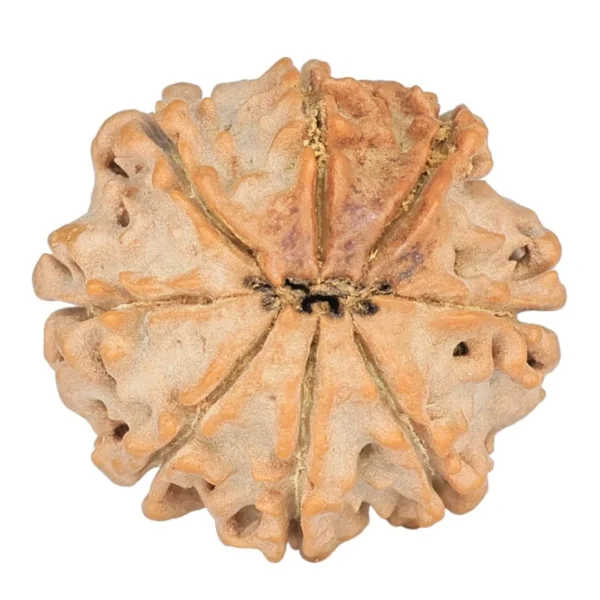 8 Mukhi Rudraksha 23.3mm 4gm - Rudraksha back