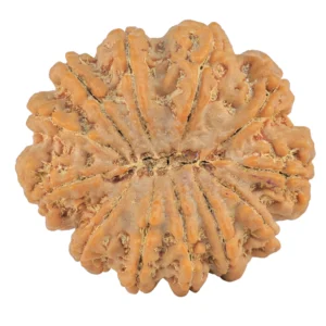 12 Mukhi Rudraksha 31mm 7.24gm - Rudraksha back
