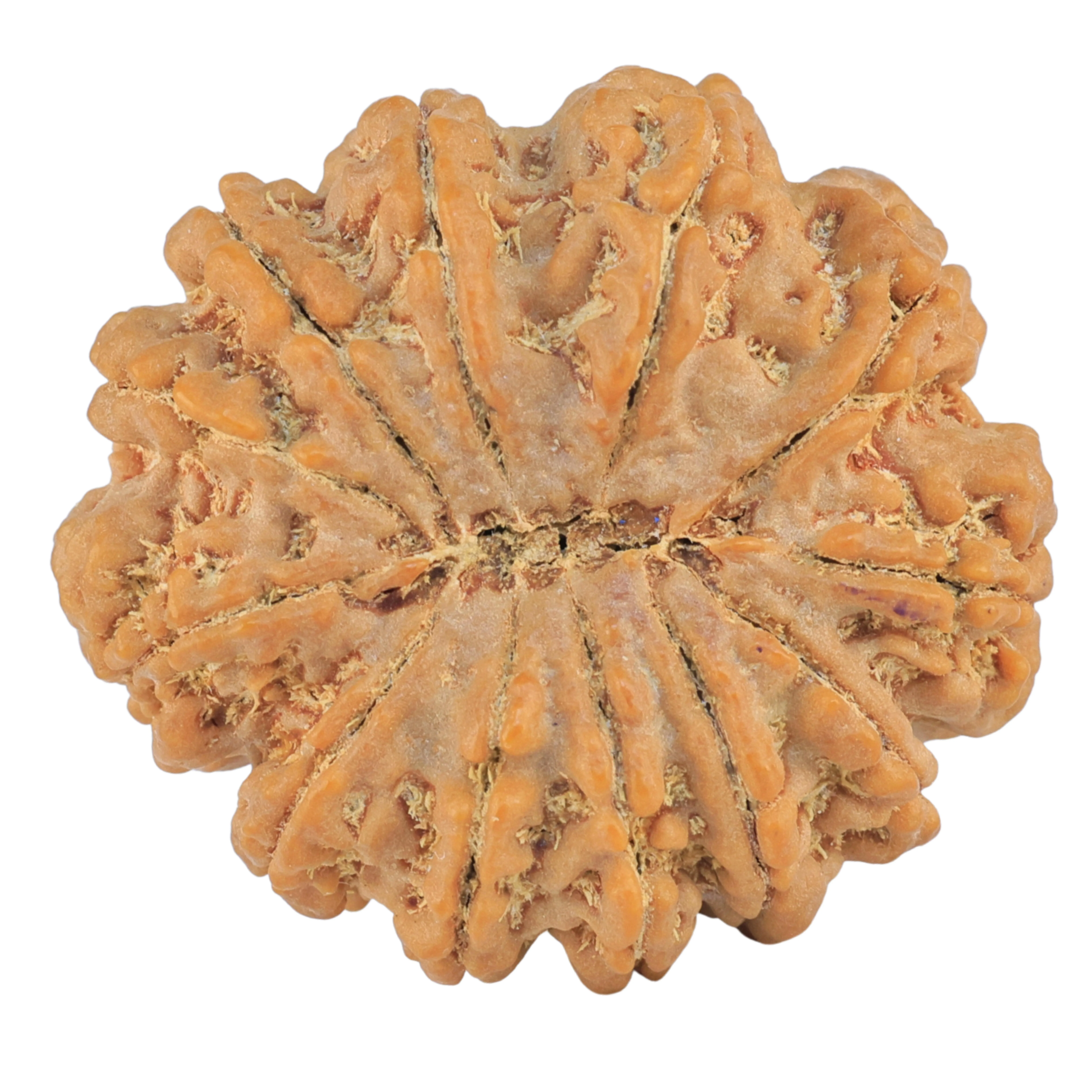12 Mukhi Rudraksha 31mm 7.24gm - Rudraksha back