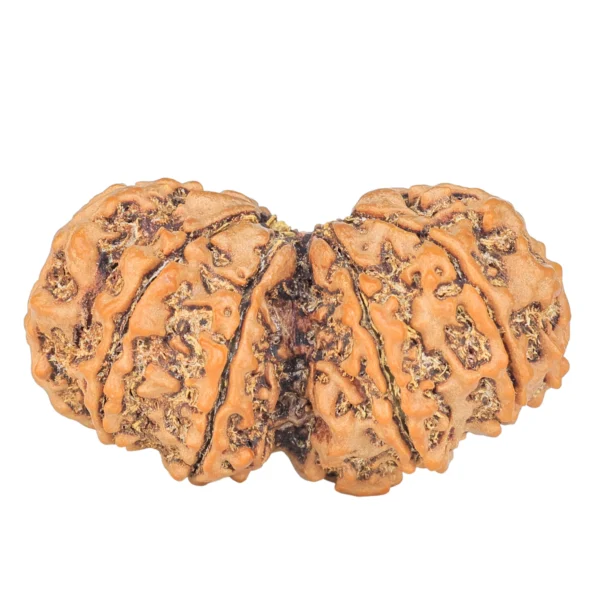 10 Mk Gaurishankar 40mm 8.26gm - Rudraksha back