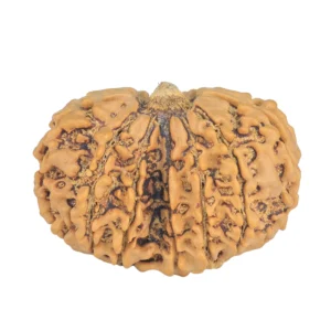 13 MK Gaurishankar 29.7mm 3.92gm - Rudraksha back