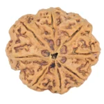 8 Mukhi Rudraksha 34mm 8.72gm - Rudraksha back