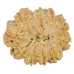 10 Mukhi Rudraksha 30.1mm 7.06gm - Rudraksha back