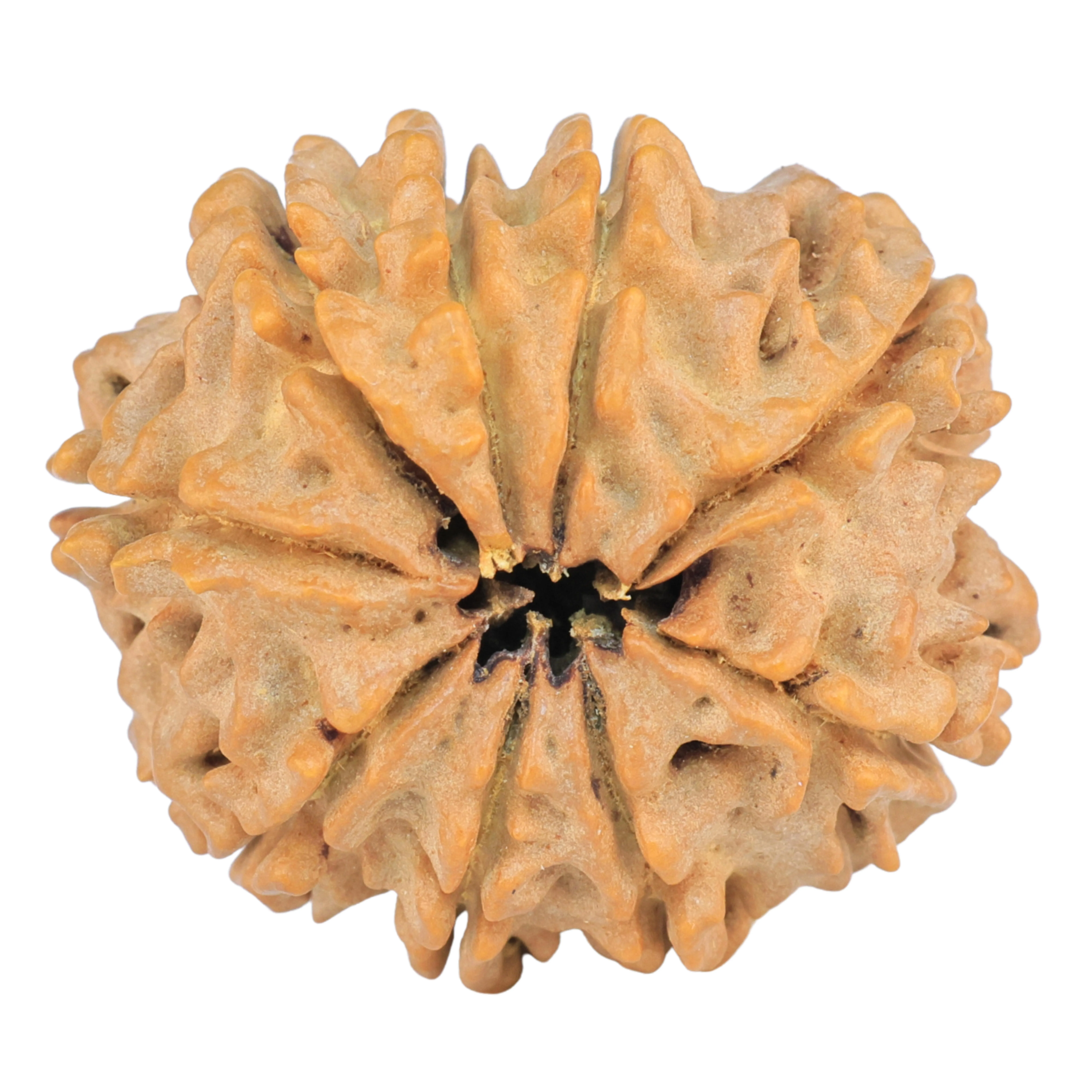 rudraksha_back_image-_-XcO.jpg 9 Mukhi Rudraksha 27.9mm 4.9gm - Rudraksha back