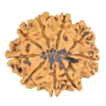 9 Mukhi Rudraksha 26.7mm 4.37gm - Rudraksha back