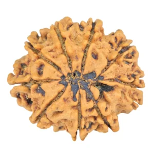 9 Mukhi Rudraksha 26.7mm 4.37gm - Rudraksha back