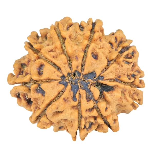 9 Mukhi Rudraksha 26.7mm 4.37gm - Rudraksha back