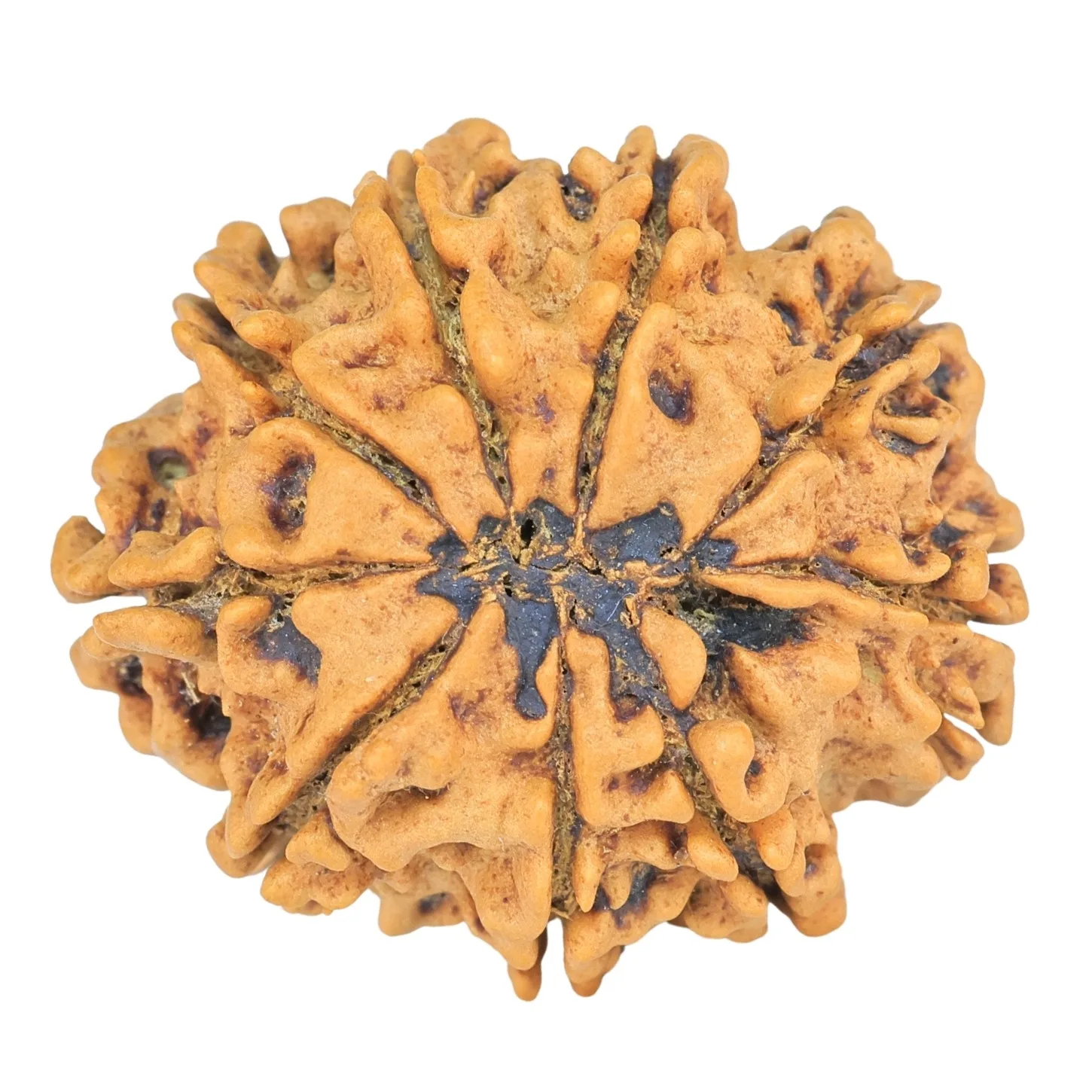 9 Mukhi Rudraksha 26.7mm 4.37gm - Rudraksha back