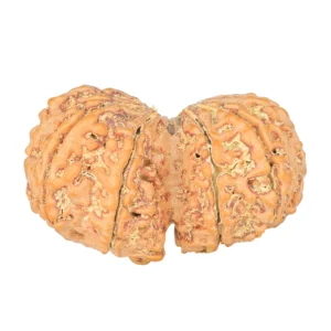 10 Mk Gaurishankar 36.7mm 7.88gm - Rudraksha back