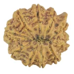 10 Mukhi Ganesh 26.8mm 5.88gm - Rudraksha back