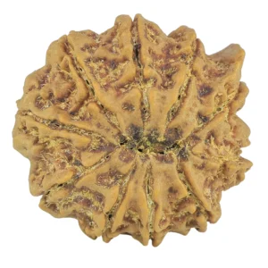 10 Mukhi Ganesh 26.8mm 5.88gm - Rudraksha back