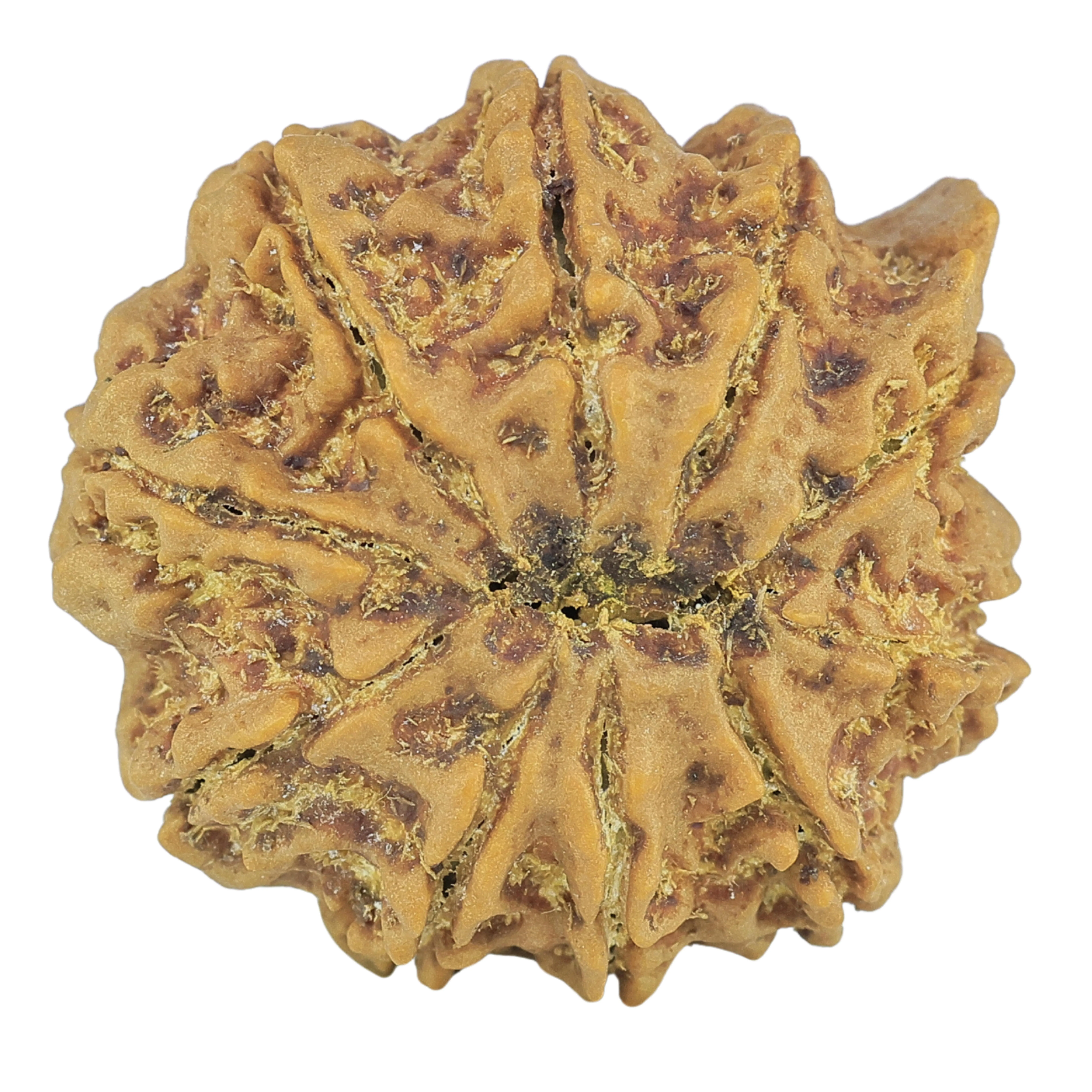 10 Mukhi Ganesh 26.8mm 5.88gm - Rudraksha back