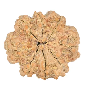 8 Mukhi Rudraksha 25.8mm 5.36gm - Rudraksha back