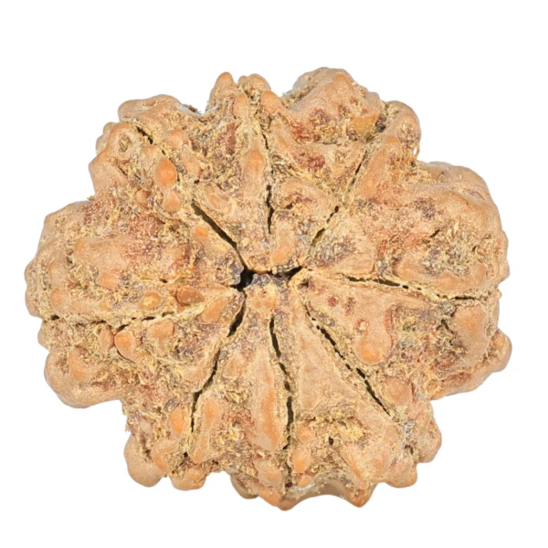 8 Mukhi Rudraksha 25.8mm 5.36gm - Rudraksha back