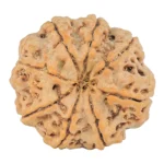 8 Mukhi Rudraksha 26mm 5.72gm - Rudraksha back